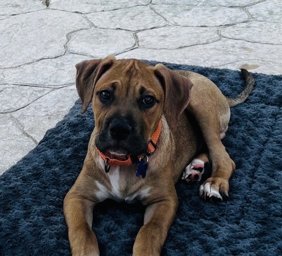 Photo of Toyo available for adoption
