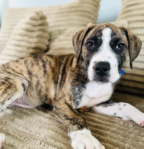Photo of Drover available for adoption