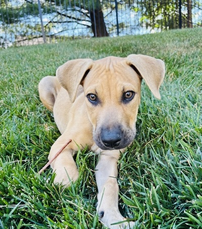 Photo of Dylan available for adoption