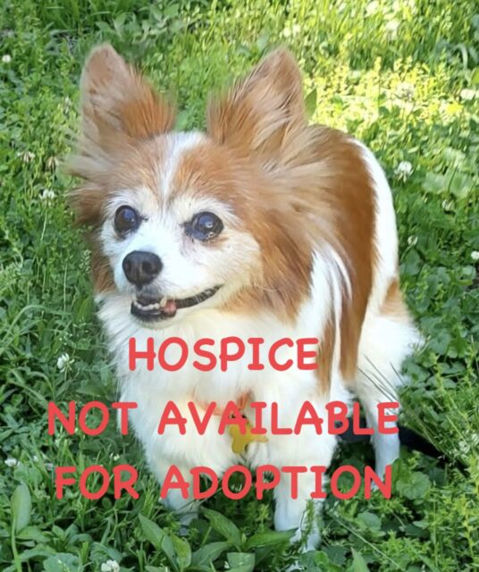 Photo of Mitzi available for adoption