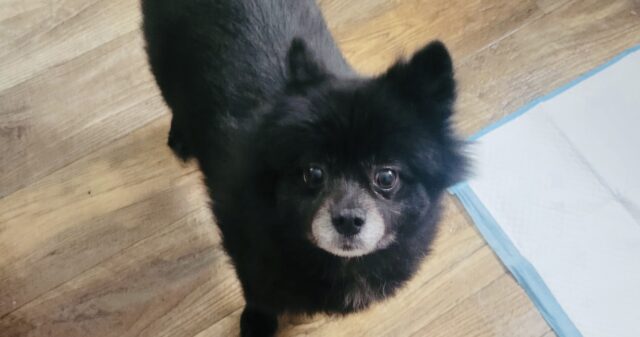 Photo of Bailey available for adoption