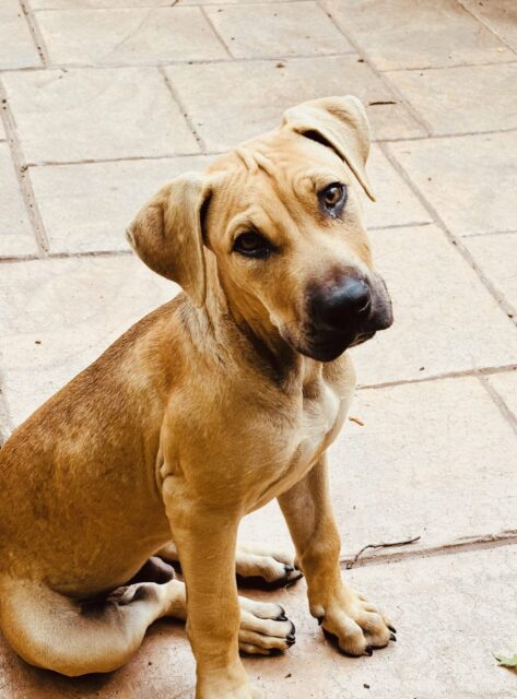 Photo of Dylan available for adoption