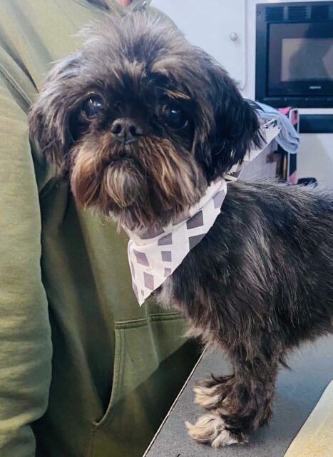 Photo of Coco available for adoption