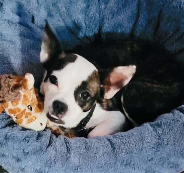 Photo of Jojo available for adoption