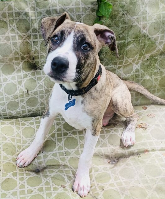 Photo of Pepper available for adoption