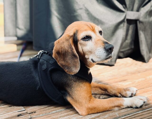 Photo of Honey Boo Boo available for adoption