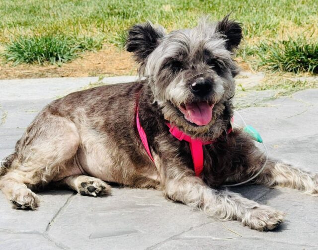 Photo of Molly available for adoption