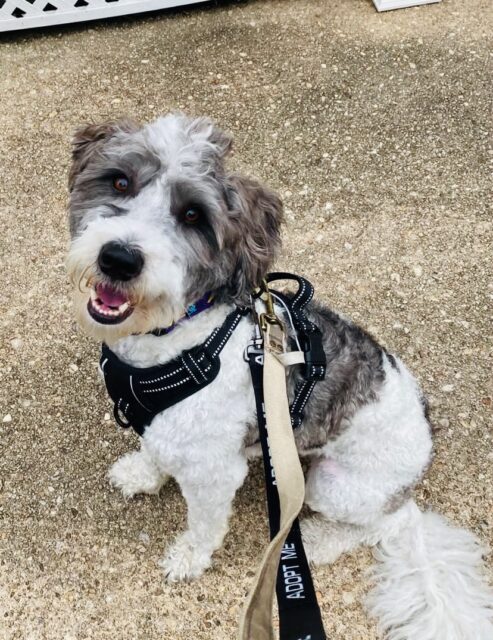 Photo of Memphis available for adoption
