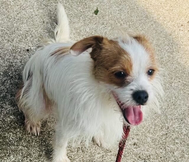 Photo of Cannoli available for adoption