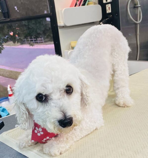Photo of Tessa available for adoption