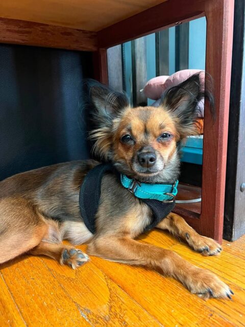 Photo of Sissy available for adoption