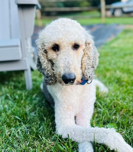 Photo of Bubbles available for adoption